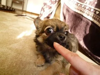 ID：1102-00178の子犬