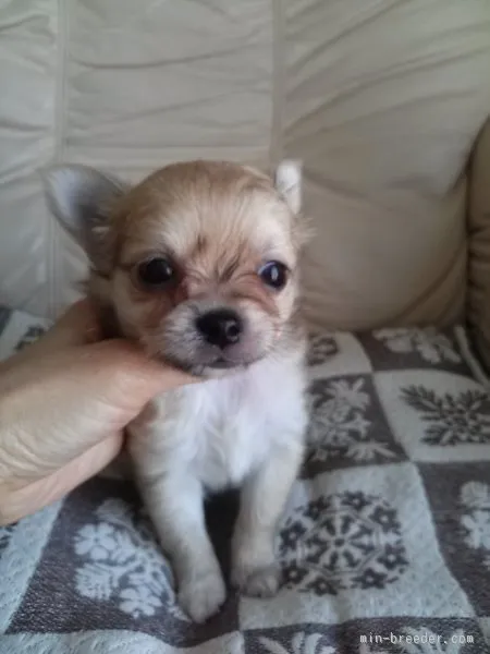 ID:1507-00851の子犬
