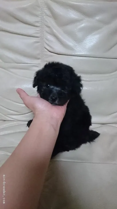 ID:1905-01717の子犬