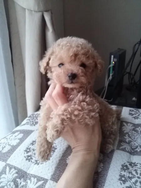 sirotan 様のお迎えした子犬
