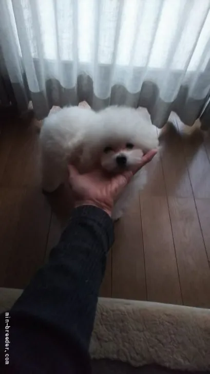 ID：2110-02265の子犬