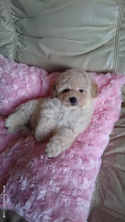 ID:1809-02207の子犬