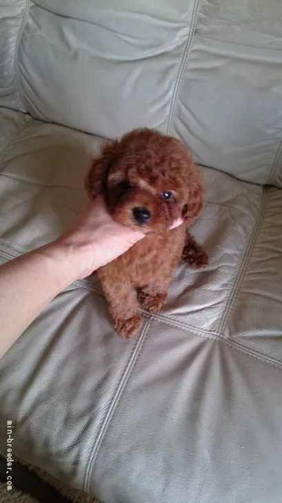 ID:2005-03824の子犬