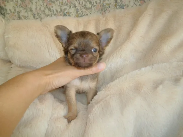 ID：1310-00140の子犬