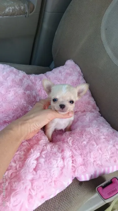 ID:1508-01304の子犬