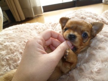 チワワ(ロング)【宮城県・男の子・2012年2月19日・レッド】の写真「」