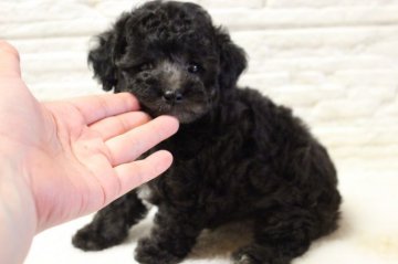 トイプードル(タイニー)【宮城県・女の子・2021年7月24日・シルバー】の写真「ティー～タイニー小さめ予想の可愛い子」
