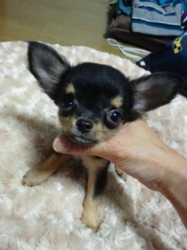 チワワ(ロング)【宮城県・女の子・2011年5月29日・ブラック&タン】の写真「」