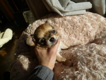 チワワ(ロング)【宮城県・男の子・2012年2月19日・フォーン】の写真「」