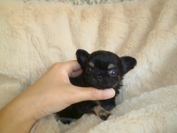 チワワ(ロング)【宮城県・女の子・2013年8月31日・ブラックタン】の写真「むちむちに見える小ぶりの子」