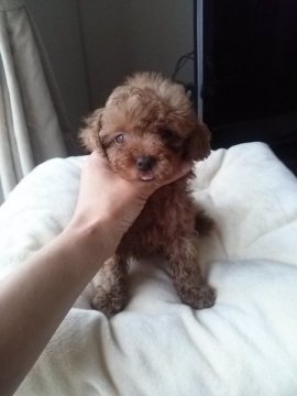 トイプードル(タイニー)【宮城県・男の子・2014年8月7日・レッド】の写真「タイニー小さ目お鼻短め可愛い子」