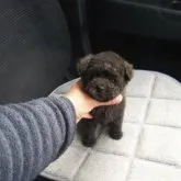 タイニープードル【宮城県・女の子・2023年3月14日・ブルー】の写真1