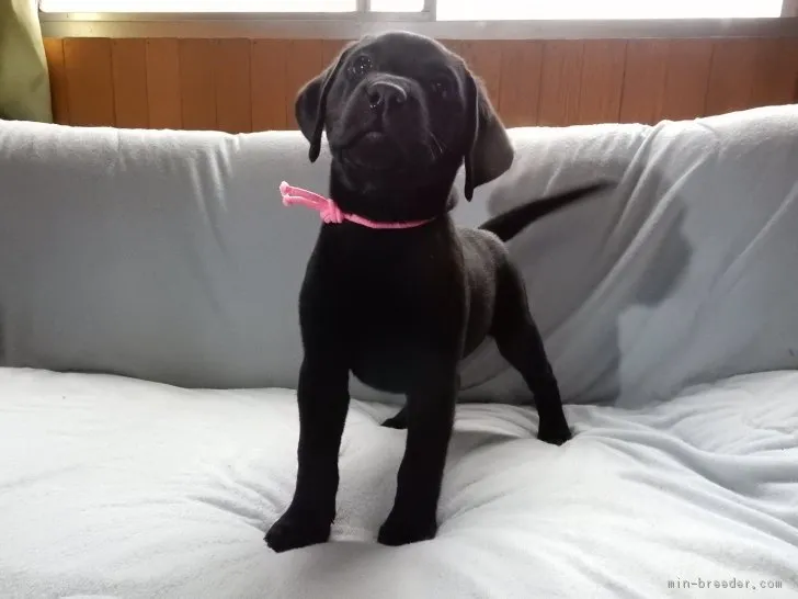 ID:1710-01819の子犬