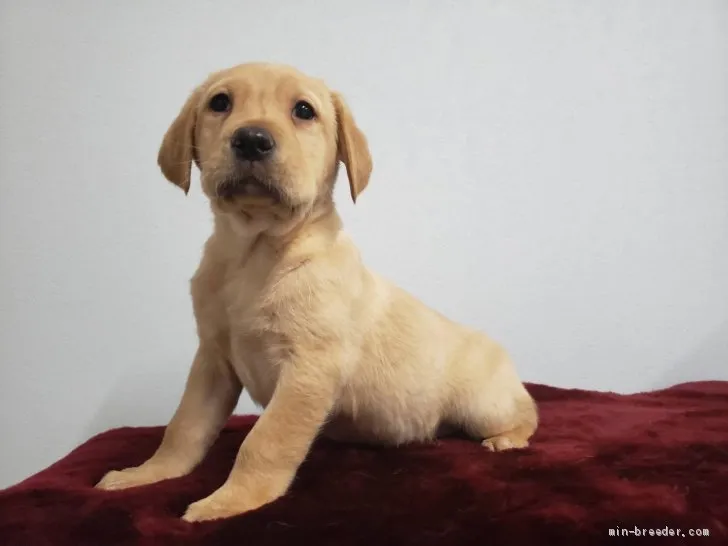 ID：2012-01705の子犬
