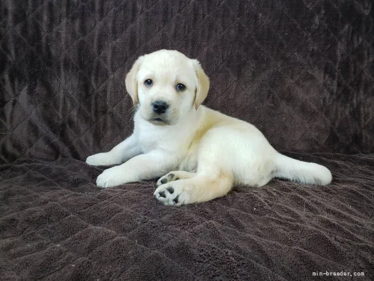 としゆき 様のお迎えした子犬