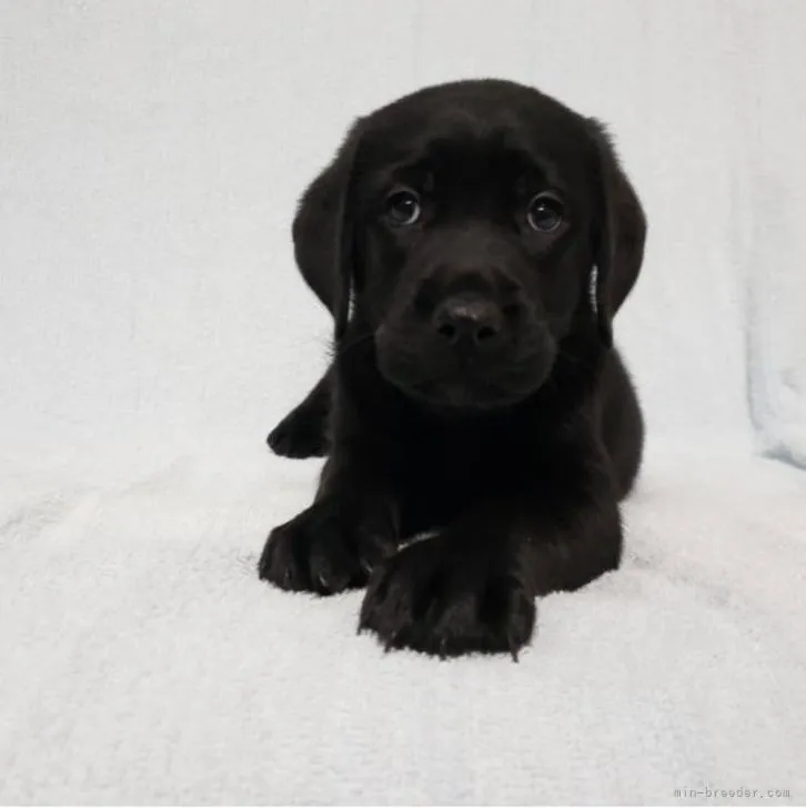 ID:2210-00962の子犬