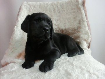 ラブラドールレトリバー【山梨県・女の子・2014年8月19日・ブラック】の写真「しっかり者のマイペースさん」