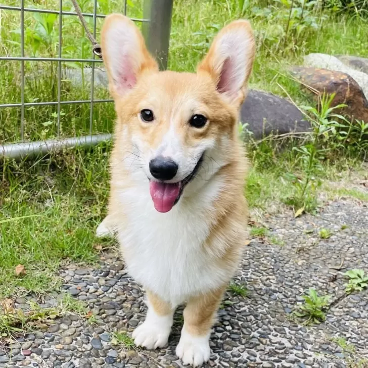White Horse 様のお迎えした子犬