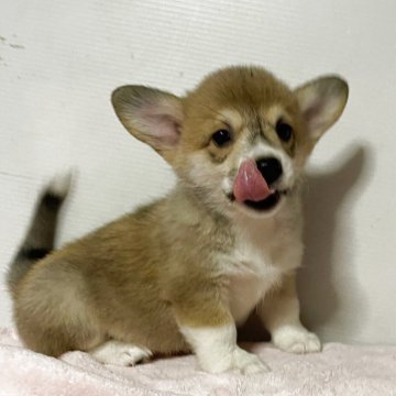 ウェルシュ・コーギー・ペンブローク【栃木県・女の子・2025年8月11日・レッド&ホワイト】の写真「しっぽありの小柄な女の子です。」