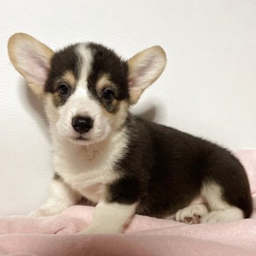 ウェルシュ・コーギー・ペンブローク【栃木県・男の子・2025年8月11日・ブラック&ホワイト】の写真「イケメンな男の子です。」