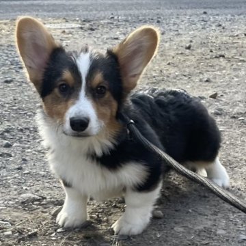 ウェルシュ・コーギー・ペンブローク【栃木県・男の子・2024年10月4日・ブラック&ホワイト】の写真「シッポありの元気な男の子」