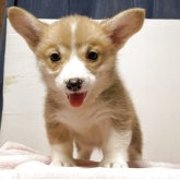 ウェルシュ・コーギー・ペンブローク