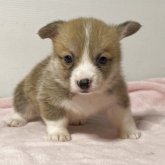 ウェルシュ・コーギー・ペンブローク