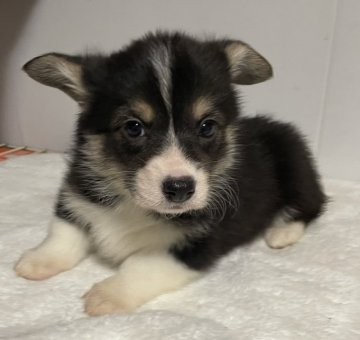 ウェルシュ・コーギー・ペンブローク【栃木県・女の子・2022年2月24日・ブラック&タン・ホワイト】の写真「可愛い女の子」