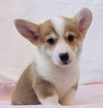 ウェルシュ・コーギー・ペンブローク【栃木県・男の子・2021年9月1日・レッド&ホワイト】の写真「イケメンの男の子」