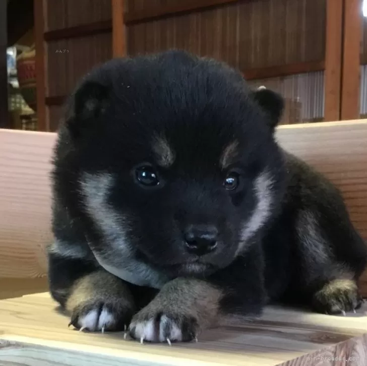ID:2401-07154の子犬