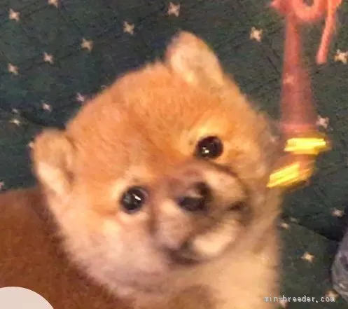 watanoco 様のお迎えした子犬