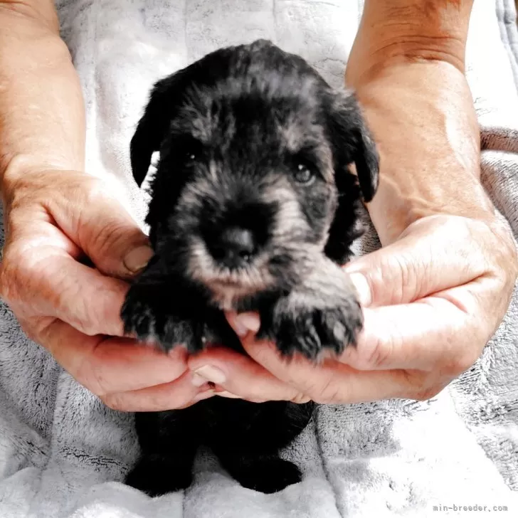 K.Y 様のお迎えした子犬