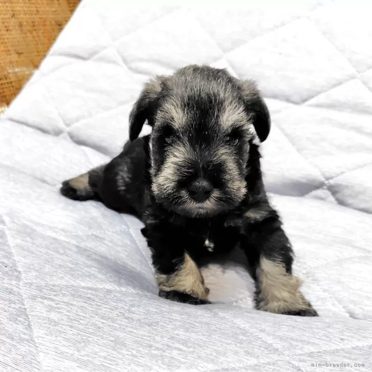 ID：2505-02413の子犬