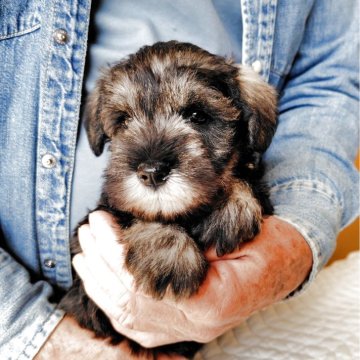 ミニチュアシュナウザー【大分県・女の子・2025年9月19日・ソルトペッパー】の写真「元気な女の子」