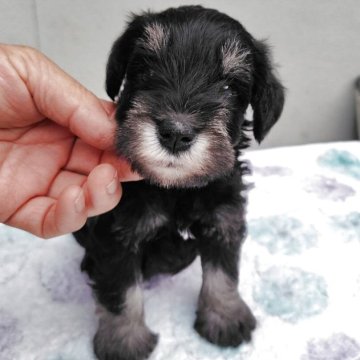 ミニチュアシュナウザー【大分県・女の子・2025年9月19日・ソルトペッパー】の写真「元気な女の子」