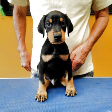 ドーベルマン【大分県・男の子・2025年7月19日・ブラックタン】の写真「チヤンピオン直仔の男の子」