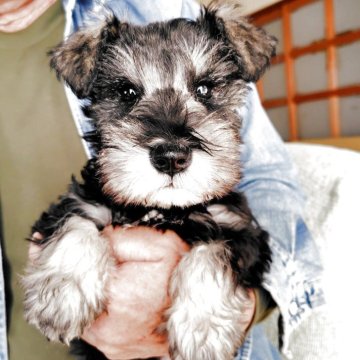 ミニチュアシュナウザー【大分県・男の子・2025年9月19日・ソルトペッパー】の写真「元気でお利口な男の子です」