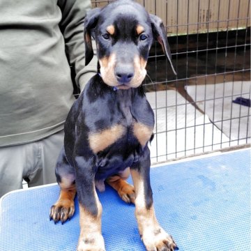 ドーベルマン【大分県・男の子・2025年9月3日・ブラックタン】の写真「元気な男の子」