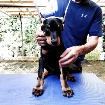 ドーベルマン【大分県・男の子・2025年7月19日・ブラックタン】の写真「チヤンピオン直仔の男の子」