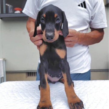 ドーベルマン【大分県・男の子・2025年7月19日・ブラックタン】の写真「チヤンピオン直仔の男の子」