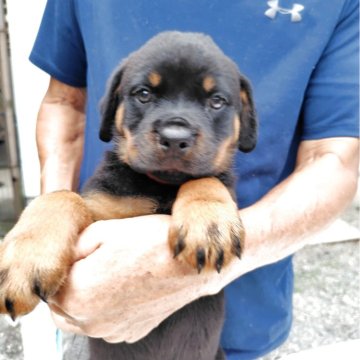 ロットワイラー【大分県・女の子・2025年7月21日・ブラックタン】の写真「可愛い女の子」