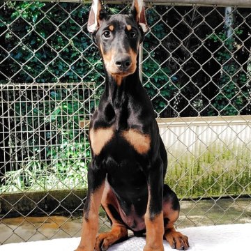 ドーベルマン【大分県・男の子・2025年7月19日・ブラックタン】の写真「綺麗な男の子」