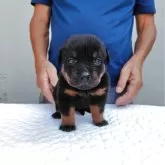 ロットワイラー