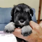 ミニチュアシュナウザー【大分県・男の子・2025年4月11日・ソルトペッパー】の写真1「小ぶりで可愛い男の子、元気に育っています」
