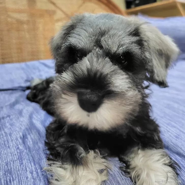 ID:2410-05321の子犬