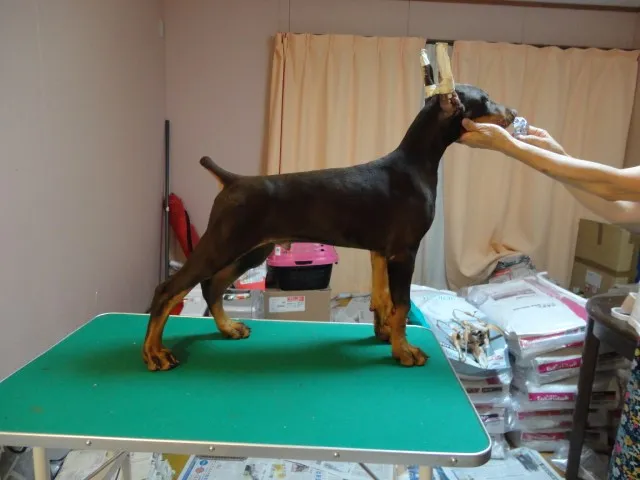 ID：1408-00235の子犬