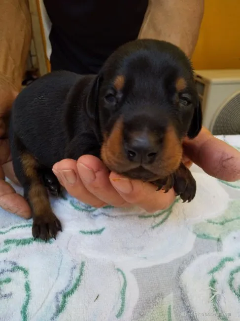 ID：2109-02969の子犬