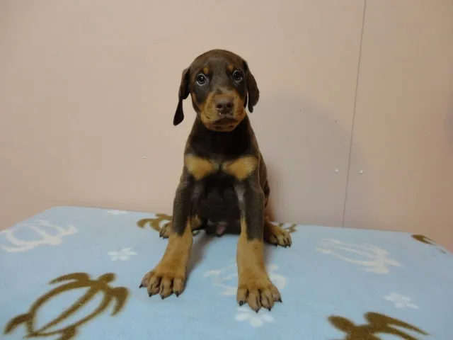 ID：1111-00178の子犬