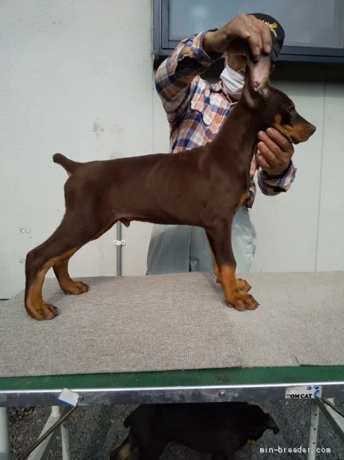 ID：2103-01352の子犬