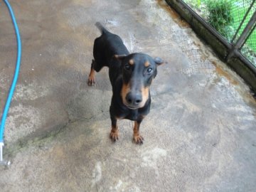 ドーベルマン【大分県・女の子・2013年3月5日・ブラックタン】の写真「フレンドリーな女の子」